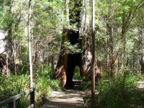 Giant Tree